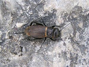 Grillo campestre femmina (Gryllus campestris)