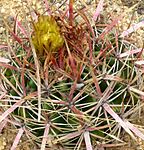 Ferocactus viridescens 2.jpg