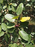 Ficus opposita üçün miniatür