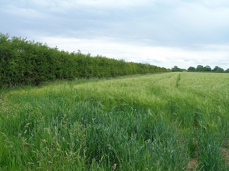 File:Field boundary off Moor Lane - geograph.org.uk - 2453421.jpg