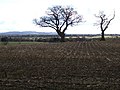 Field near Ferma Lane - geograph.org.uk - 715855.jpg