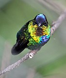 Vurige-throated Hummingbird (7047735401).jpg