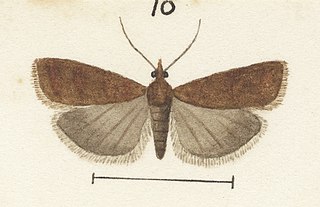 <i>Scoparia parachalca</i> Species of moth