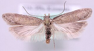 <i>Filatima incomptella</i> Species of moth