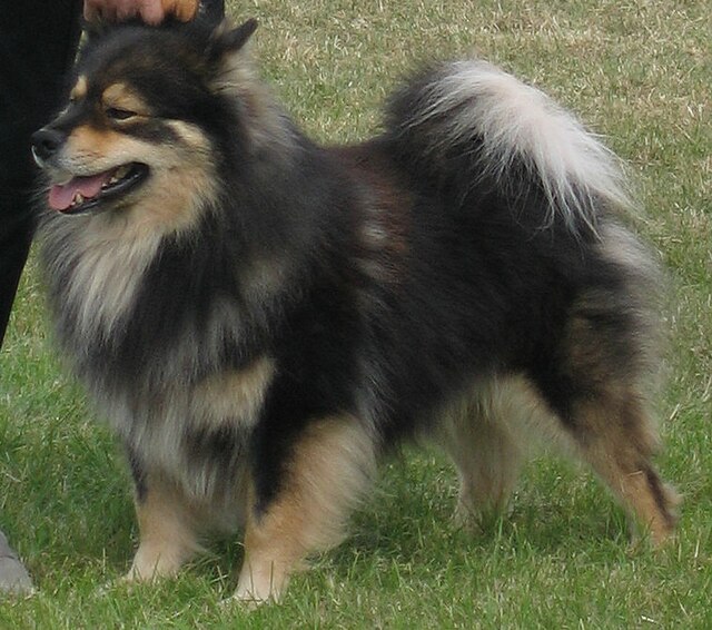 where are finnish lapphunds bred