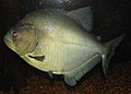 Schwarzer Piranha (Serrasalmus rhombeus) im Zoo von Louisville