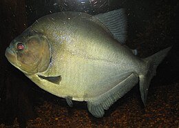 Fish at Louisville Zoo.jpg