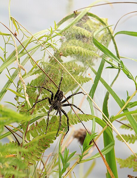 File:Fishing Spider Dolomedes tenebrosus Ontario guarding eggs 8604.jpg