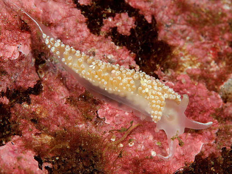 File:Flabellina-verrucosa-912.jpg