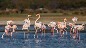 Flamingos im Nationalpark