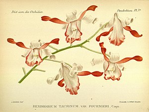 plate 3a Dendrobium taurinum