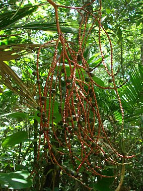 Flickr - João de Deus Medeiros - Geonoma brevispatha.jpg