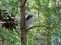 Cypress Pond Aviary exhibit