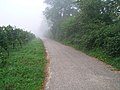 Fog in the Vineyards