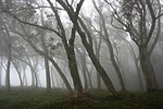 Vignette pour Forêt des Hauts-sous-le-Vent