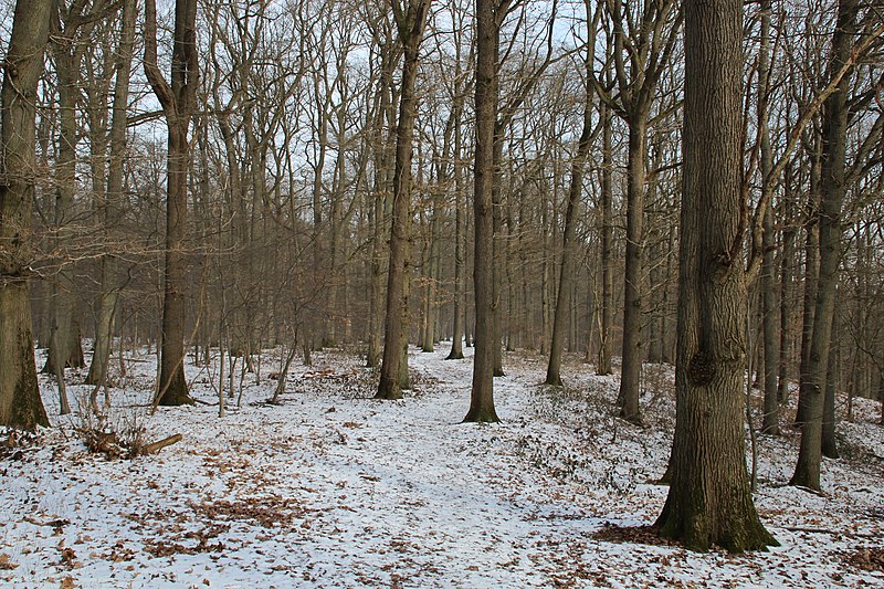 File:Forêt départementale de Beauplan sous la neige 2012 39.jpg