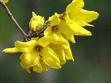 Forsythia koreana.jpg