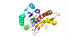 Structure of GAR transformylase in rainbow from N(blue)->C(red). Folate binding loop is highlighted in black. GAR substrate (red) and THF analogue (blue) are shown in binding pockets. GAR transformylase.png