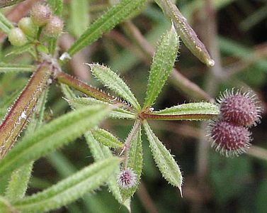 Tvrdi, oštri trihomi u Galium aparine.