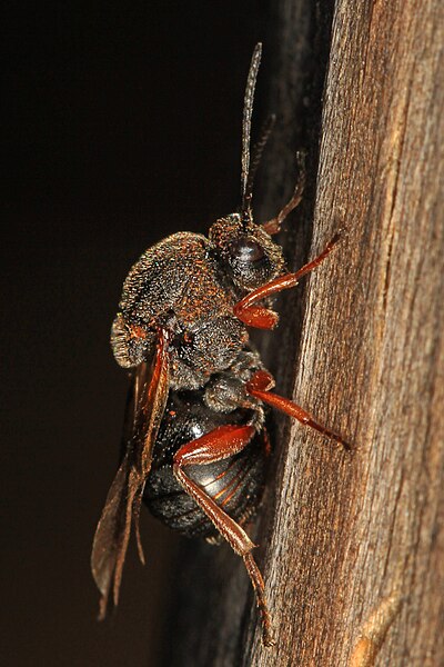 File:Gall Wasp - Cynipidae family, Leesylvania State Park, Woodbridge, Virginia.jpg