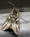 Autographa gamma