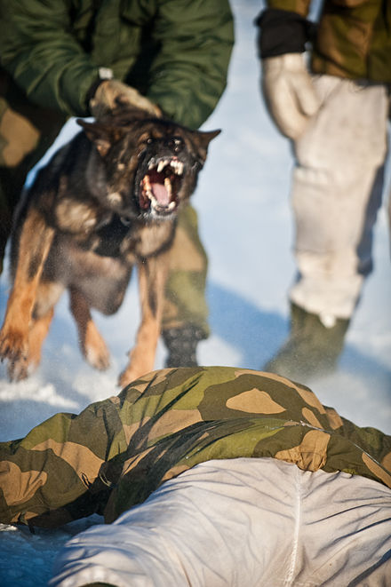 Dog of the Garrison of Sør-Varanger during a simulated arrest