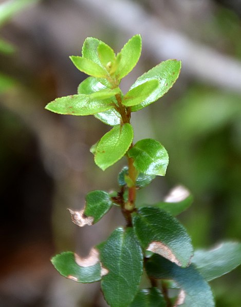 File:Gaultheria antipoda in Aoraki Mount Cook NP 01.jpg