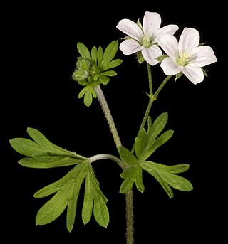 <i>Geranium solanderi</i> Species of flowering plant