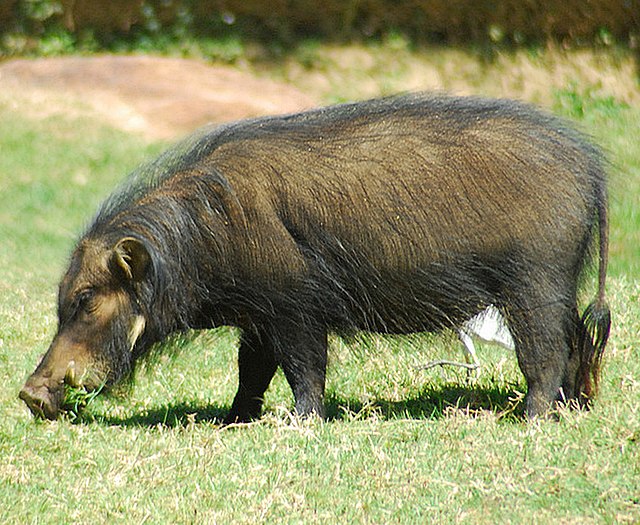 Фото домашней свиньи (68 фото)