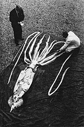 #136 (2/10/1954) Giant squid measuring 9.24 m in total length that washed ashore at Ranheim in Trondheimsfjord, Norway, on 2 October 1954 (Clarke, 1966:103, fig. 4). There exists an alternate take of this much-reproduced composition.