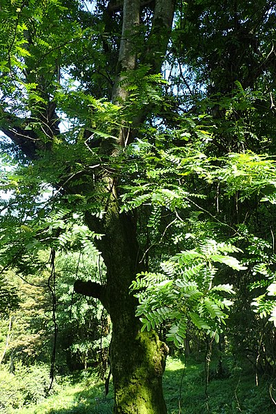 File:Gleditsia japonica kz1.jpg