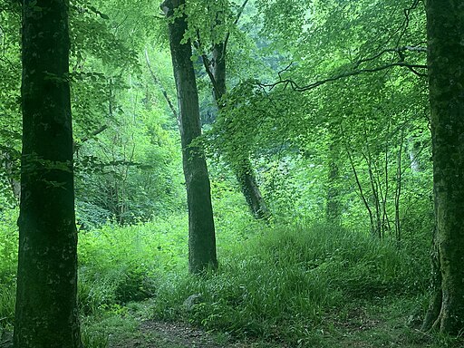 Glen of the Downs greenery