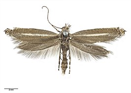 Glyphipterix barbata