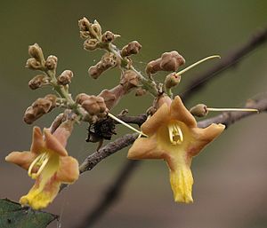 Kwiaty Gmelina arborea