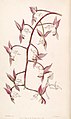 Gongora aromatica (as syn. Gongora bufonia var. leucochila) plate 17 in: Edwards's Bot. Register (Orchidaceae), vol. 33, (1847)