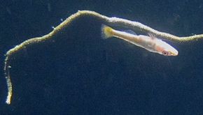 Descrizione di Gorgonian Goby (Bryaninops amplus), Waikiki Aquarium.JPG.