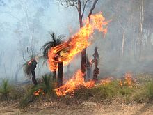 An example of this is the Australian government giving back land to the Aboriginal people to practice their tradition of controlled fires. This made the areas more biologically diverse and decreased the threat of wildfires and their severity. Grass tree on fire during controlled burn.jpg