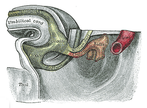 Image showing the bottom part of an embryo 4 - 5 weeks old. Here, the ureter (in orange) can be seen emerging from the bottom of the mesonephric duct (labelled "Wolffian duct"), connected to the primitive bladder. Image from Gray's Anatomy 1918 edition. Gray1116.png