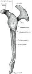 Lateral view of the left scapula