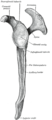 Left scapula. Lateral view.