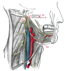 12 - עצב התת-לשון (Hypoglossal N)עצבים סמוכים:  ‏10 - העצב התועה (Vagus N)  ‏9 - עצב הלשון והלוע (Glossopharyngeal N)  ‏C2 - עצבי חוט השדרה הצווארי השני (2nd Cervical)