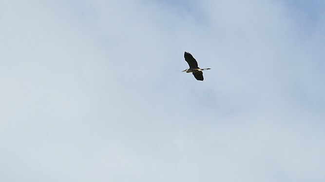 Great Blue Heron (Ardea herodias)