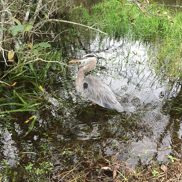 File:Great Blue Heron - Ardea heriodias, Everglades National Park, Homestead, Florida.jpg