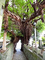 Pohon besar dari Akou Shinkamigoto.JPG