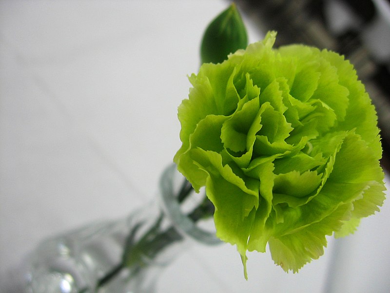 File:Green Carnation.jpg