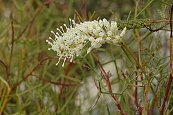 Grevillea minutiflora.jpg