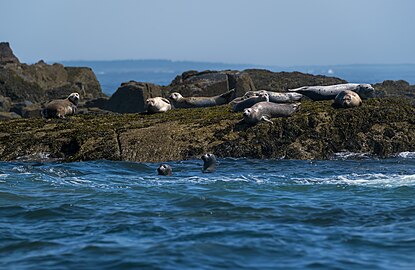 Group of harbor seals (Phoca vitulina) on the rocks with two grey seals (Halichoerus grypus) in the water, Maine Coastal Islands National Wildlife Refuge, Maine, US