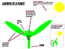 This image shows the development of a normal plant. It resembles the different growth processes for a leaf, a stem, etc. On top of the gradual growth of the plant, the image reveals the true meaning of phototropism and cell elongation, meaning the light energy from the sun is causing the growing plant to bend towards the light aka elongate. Growth of a Plant.svg