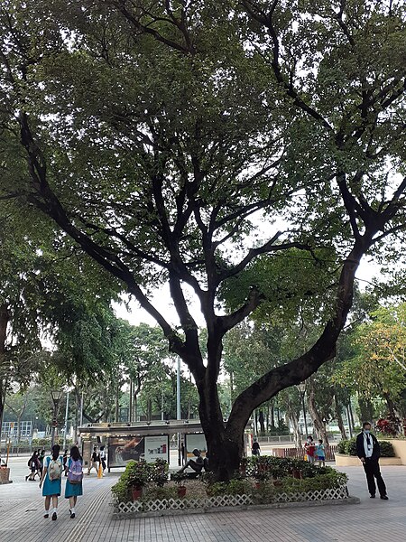 File:HK CWB 銅鑼灣 Causeway Bay 摩頓台 Moreton Terrace tree near HKCL Hong Kong Central Library November 2020 SS2.jpg