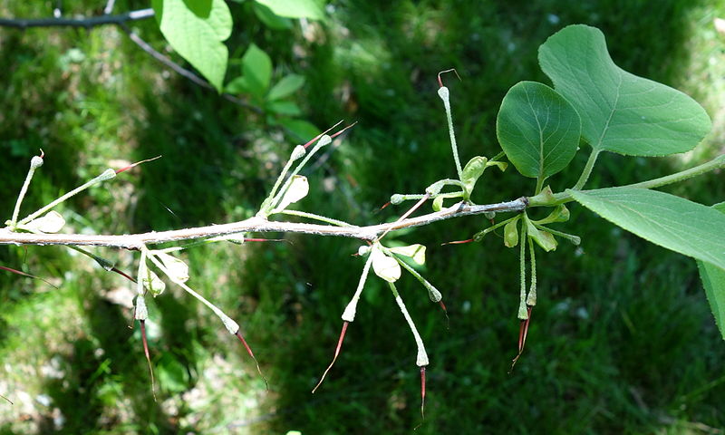 File:Halesia tetraptera - Arnold Arboretum - DSC06910.JPG